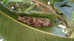 Ropalidia cyathiformis