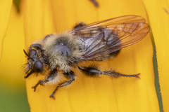 Laphria sacrator