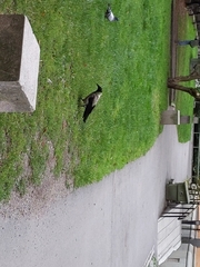 Corvus cornix