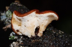 Polyporus hypomelanus