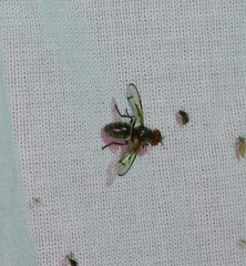 Senopterina caerulescens