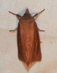 Globia laeta