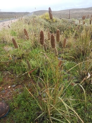 Fingerhuthia africana