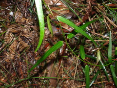 Parsonsia brownii