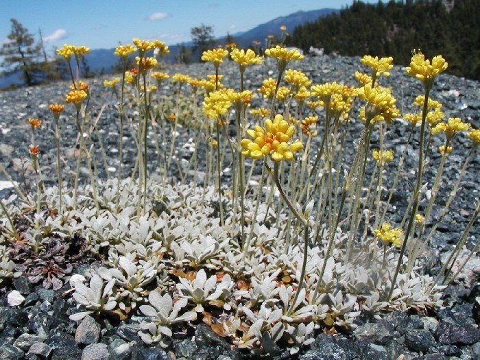 Eriogonum libertini