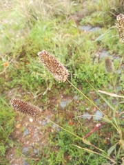 Fingerhuthia africana