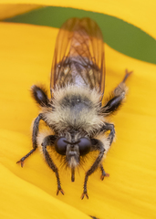 Laphria sacrator