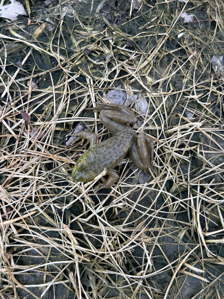American Bullfrog from Camp Ernst Lake Park, Burlington, KY, US on ...