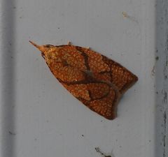 Cenopis reticulatana