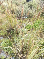 Fingerhuthia africana