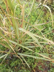 Fingerhuthia africana