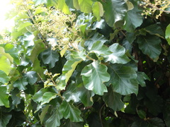 Terminalia macrostachya