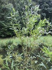 Salix