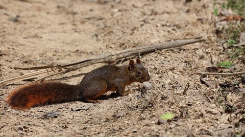 Bolivian Squirrel