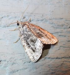 Protodeltote muscosula