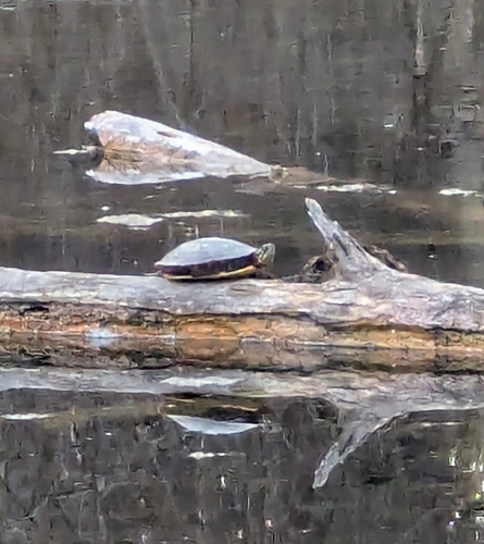 Painted Turtle