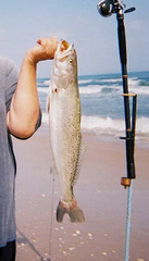 Cynoscion nebulosus