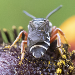 Triepeolus eliseae