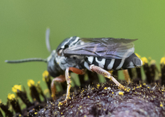 Triepeolus eliseae