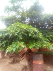 Terminalia superba