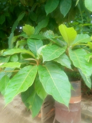 Terminalia superba