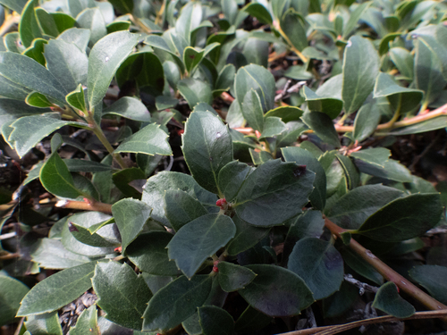 Pacific manzanita (Arctostaphylos pacifica)