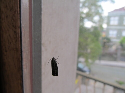 Codling moth