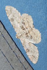 Iridopsis larvaria