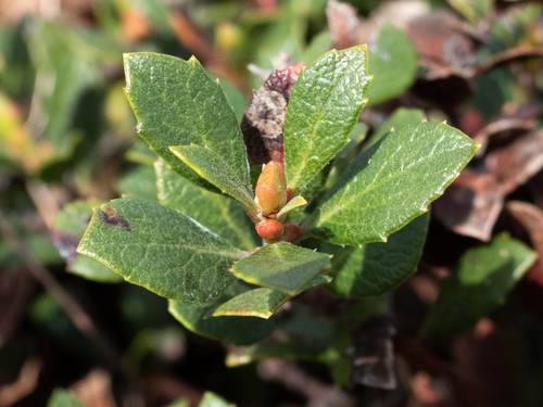 Arctostaphylos pacifica, photograph 4