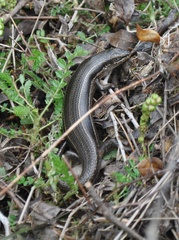 Heremites vittatus