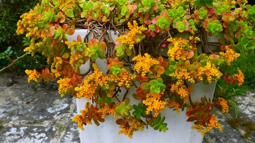 Sedum kimnachii V.V.Byalt 2
