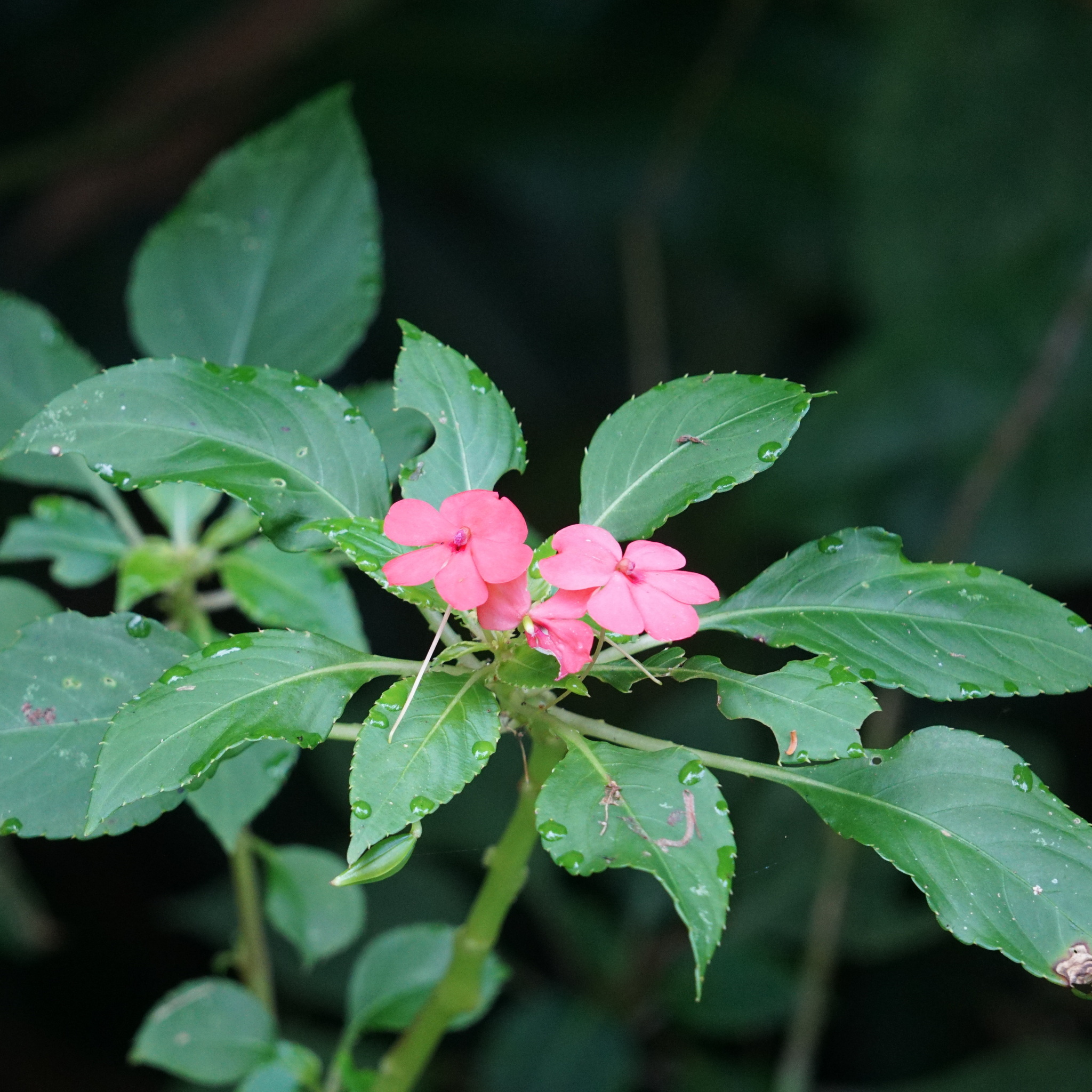 Impatiens walleriana