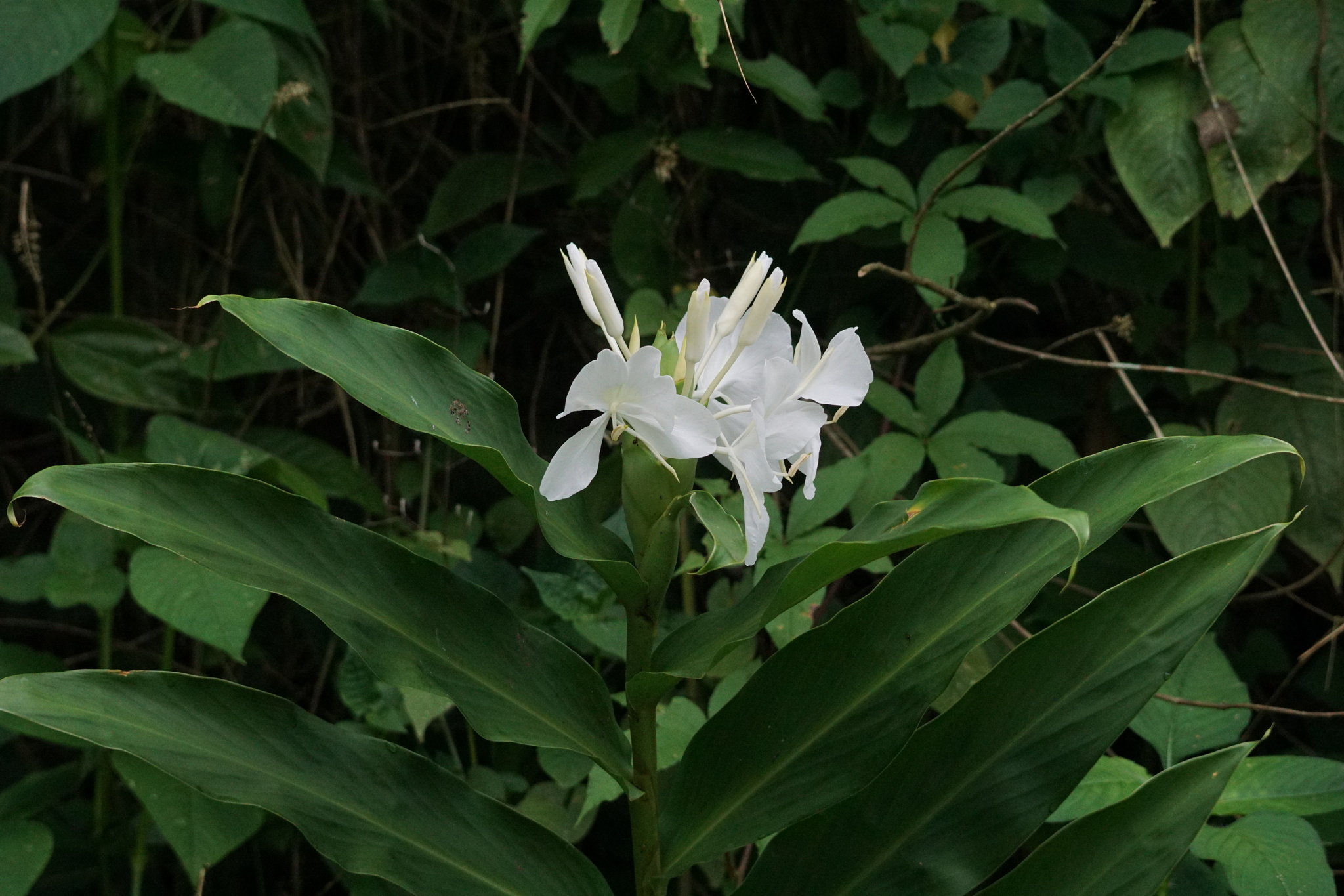 Hedychium coronarium