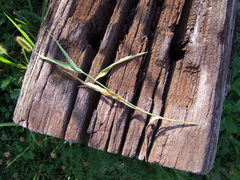 Pucciniaceae