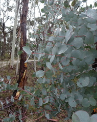 Eucalyptus rubida