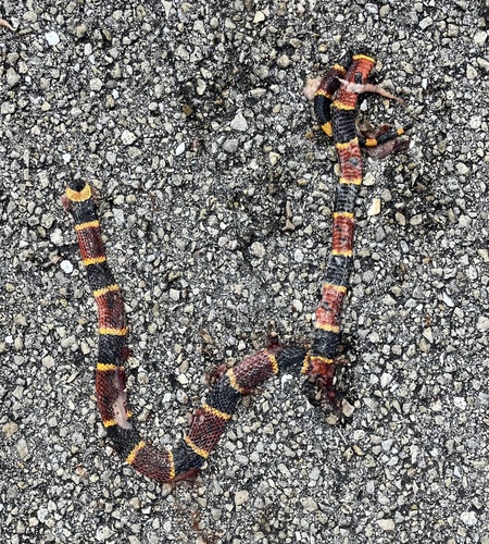 Eastern Coralsnake