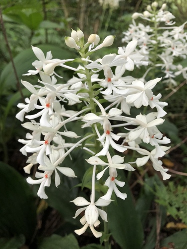 Calanthe triplicata