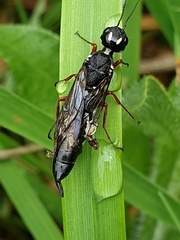 Xiphydriidae