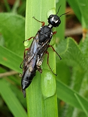 Xiphydriidae