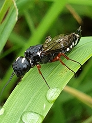 Xiphydriidae