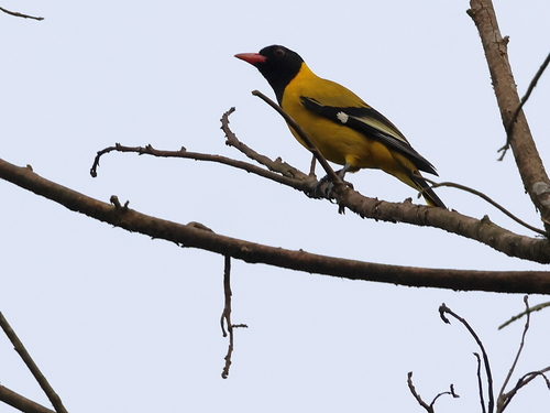 iNaturalist image