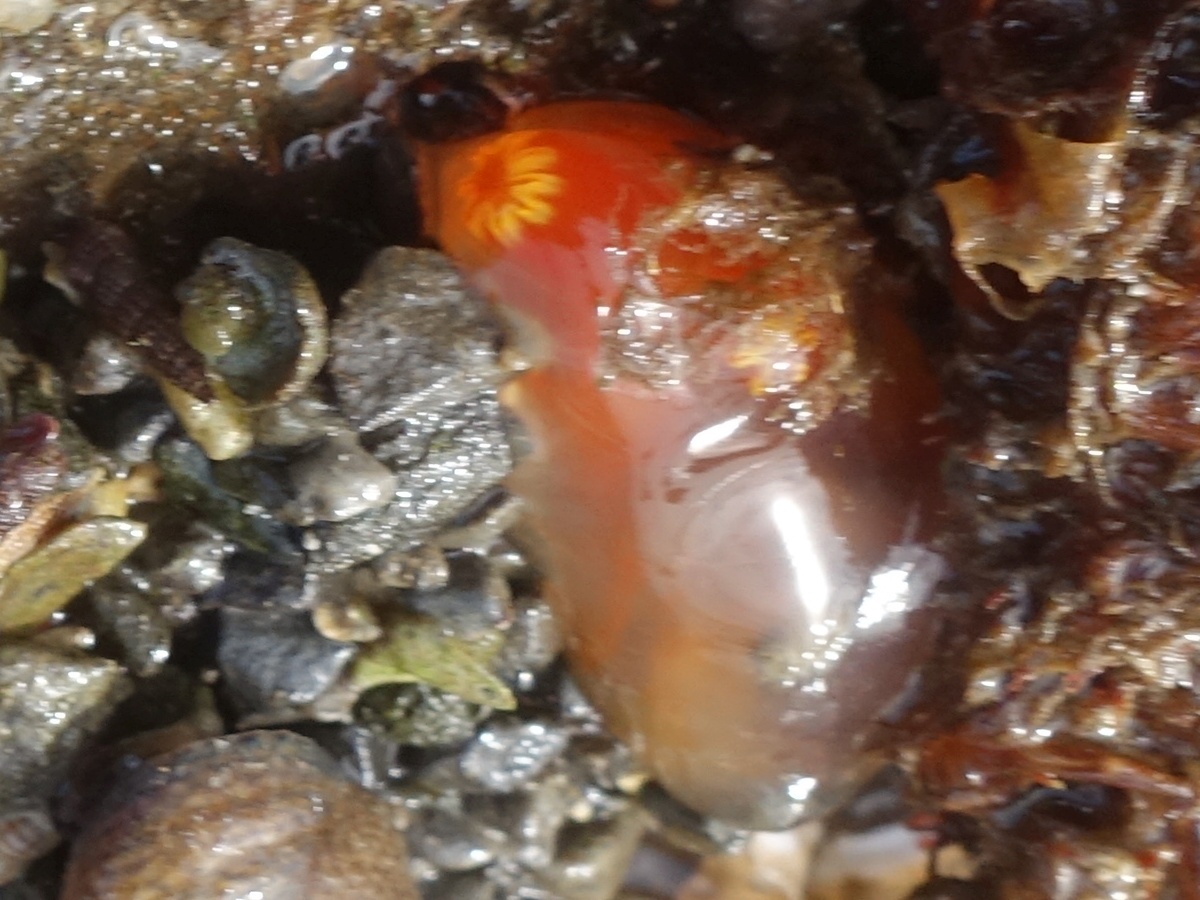 Ciona intestinalis (Linnaeus, 1767)