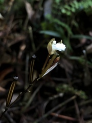 Lecanorchis multiflora
