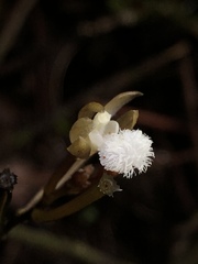 Lecanorchis multiflora