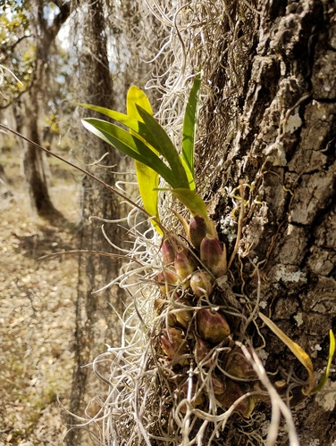 Oncidium ghiesbreghtianum