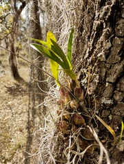 (c) Carlos Domínguez-Rodríguez, some rights reserved (CC BY) Oncidium ghiesbreghtianum, photograph (c) Carlos Domínguez-Rodríguez, some rights reserved (CC BY)