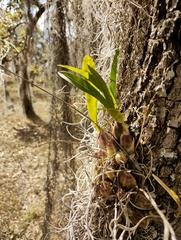 (c) Carlos Domínguez-Rodríguez, some rights reserved (CC BY) Oncidium ghiesbreghtianum, photograph (c) Carlos Domínguez-Rodríguez, some rights reserved (CC BY)