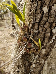 (c) Carlos Domínguez-Rodríguez, some rights reserved (CC BY) Oncidium ghiesbreghtianum, photograph (c) Carlos Domínguez-Rodríguez, some rights reserved (CC BY)