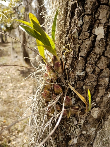 Oncidium ghiesbreghtianum, photograph 4