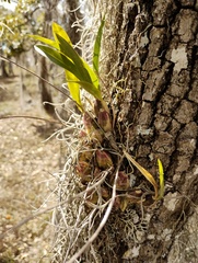 (c) Carlos Domínguez-Rodríguez, some rights reserved (CC BY) Oncidium ghiesbreghtianum, photograph (c) Carlos Domínguez-Rodríguez, some rights reserved (CC BY)